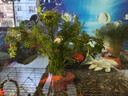 瘋狂水草水草植物魚(yú)缸造景生態(tài)陰性 賽級鹿角茸紅菊花綠菊花 源頭直發(fā)包郵 曬單實(shí)拍圖
