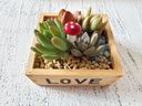 花藝萌多肉植物組合盆栽含盆含土創(chuàng  )意diy拼盤(pán)花盆 多肉植物多肉盆栽 黃色love木盒（4顆多肉隨機） 含盆 曬單實(shí)拍圖