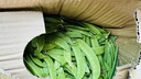 云南新鮮現摘蔬菜豌豆角甜脆荷蘭豆四季豆當季農家自種蔬菜脆嫩 荷蘭豆5斤帶箱 曬單實(shí)拍圖