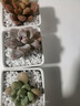 蘇墨的墨多肉植物室內小盆栽辦公室內桌面仙人球幼兒園花卉綠植仙人掌禮物 白方瓷盆+隨機1顆多肉+土+鋪面石 曬單實(shí)拍圖