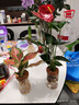 九千谷紅掌水培植物盆栽室內綠植花卉四季好養含玻璃瓶竹托源頭直發(fā) 曬單實(shí)拍圖