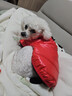 SLPC小狗衣服泰迪衣服冬季保暖比熊博美小型犬狗狗衣服棉服寵物棉衣 紅色 L（建議7-10斤） 曬單實(shí)拍圖