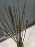 紅梅水培植物干枝雪柳水養鮮花卉梅花鮮枝珍珠李室內客廳綠植盆栽 帶花苞【紅色】40-80cm【20天爆花】 【閉眼入】18枝當天鮮切【開(kāi)花爆滿(mǎn)】 曬單實(shí)拍圖