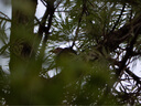 松下（Panasonic）100-300mm F4.0-5.6二代微單數(shù)碼相機鏡頭 長焦鏡頭 M43卡口 黑色 Macro 4/3系統(tǒng)接口 曬單實拍圖