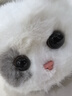 WALULU陪伴智能機器人AI情感毛絨玩具潮流禮物貓咪電子寵物 白色 曬單實(shí)拍圖