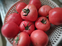 京鮮生 山東普羅旺斯西紅柿 凈重3斤 單果125g起 沙瓢番茄 源頭直發(fā) 曬單實(shí)拍圖