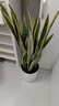 植男植女大型金邊虎皮蘭植物客廳臥室辦公室綠色觀(guān)葉花卉綠植盆栽源頭直發(fā) 曬單實(shí)拍圖