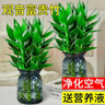 大海邊 觀(guān)音竹富貴竹水培綠植室內轉運客廳旺宅花卉辦公室凈化空氣 觀(guān)音竹3棵+營(yíng)養液（不含盆） 曬單實(shí)拍圖