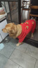 狗狗衣服秋冬新年紅立體小熊四腳衣大型犬金毛薩摩耶巨貴拉布拉多 紅色 4XL 【建議80-100斤】 曬單實(shí)拍圖