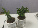 檸檬薄荷盆栽可食用迷迭香薄荷葉苗驅蚊草水培好養花卉室內綠植物 中盆薄荷+中盆迷迭(早安盆)+2營(yíng)養液 含盆 曬單實(shí)拍圖