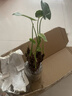 種花迷大葉滴水觀(guān)音綠植小葉千手觀(guān)音室內水培四季常青懶人桌面植物盆栽 曬單實(shí)拍圖