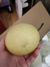 碭山青皮蜜梨皮薄肉嫩脆甜多汁新鮮水果當季生鮮中翠梨 帶箱4斤 單果200g+ 曬單實(shí)拍圖