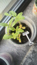 IAM City Farmer向日葵罐頭盆栽?xún)和N植小盆栽diy種子幼兒園植物觀(guān)察盆栽10066 曬單實(shí)拍圖