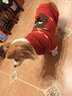冇寵狗狗衣服秋冬柯基柴犬冬裝中小型犬冬天保暖寵物圣誕毛衣加厚冬季 紅色圣誕毛衣（不含紅色圍巾） XL號胸圍54-65cm（建議26-38斤） 曬單實(shí)拍圖