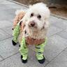 嬉皮狗（hipidog）狗狗防塵褲包腳防掉防脫外出鞋柴犬雪納瑞中大型犬鞋防臟防水腳套 蒂安綠【加長(cháng)型防水防脫】 L（適用體重20-30斤內） 曬單實(shí)拍圖