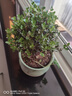 景郁春 JIRYUCUR 小葉赤楠盆栽大棵老樁植物辦公室室內綠植 梅青青瓷盆 源頭直發(fā) 曬單實(shí)拍圖