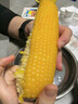 溪邊禾2025新鮮黃糯玉米真空獨立裝蒸煮微波爐加熱即食玉米棒 「延安銀穗·素銀糯」成長(cháng)安心裝【300g-360g】8穗 曬單實(shí)拍圖