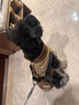 POPOCOLA小狗狗衣服羽絨秋冬季泰迪比熊雪納瑞小型犬寵物保暖棉服冬裝 可牽引馬甲棉服【卡其】 L【建議9-11斤】 曬單實(shí)拍圖