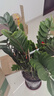 臨雅金錢(qián)樹(shù)盆栽室內大型綠植物錢(qián)串子擺件花卉0.9-1m招財盆源頭直發(fā) 曬單實(shí)拍圖