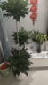 愛(ài)優(yōu)尚幸福樹(shù)盆栽客廳室內大型綠植辦公室喬遷新家綠寶凈化空氣源頭直發(fā) 曬單實(shí)拍圖