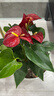 愛(ài)你一萬(wàn)年水培紅掌白掌盆栽一帆風(fēng)順花卉植物室內好養綠植鴻運當 特級紅掌5-8朵花(原盆)+營(yíng)養液 曬單實(shí)拍圖