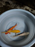 錦鯉魚(yú)活體觀(guān)賞魚(yú)活魚(yú)小型易養冷水淡水魚(yú)小魚(yú)苗錦鯉金魚(yú)好看錦鯉 19-22 錦鯉混搭3條 曬單實(shí)拍圖