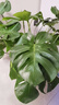 植男植女老樁龜背竹大盆栽客廳室內大型植物真綠植辦公室新房好養源頭直發(fā) 曬單實(shí)拍圖