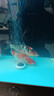 純種錦鯉精品冷水魚(yú)大型昭和招財錦鯉魚(yú)池養殖庭院觀(guān)賞魚(yú)錦鯉 （雙喜臨門(mén)）20-23cm2條 精選發(fā) 曬單實(shí)拍圖