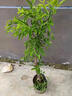 臨雅棗樹(shù)活苗大棗帶土球南北方沾化冬棗大樹(shù)庭院矮化嫁接苗超甜特大號 大青棗樹(shù)苗泥球苗定制 曬單實(shí)拍圖