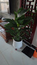 北歐風(fēng)天堂鳥(niǎo)聚寶盆綠植大型植物辦公室客廳擺放凈化甲醛四季 天堂鳥(niǎo)+北歐風(fēng)聚寶盆（加厚樹(shù)脂）+肥料 1-1.3m冠幅30cm 曬單實(shí)拍圖