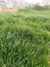 花賽耐寒牧草種子黑麥草喂養牛羊草魚(yú)吃的畜牧飼料草籽魚(yú)草子黑牧草子 進(jìn)口【一年生】黑麥草凈籽1斤 曬單實(shí)拍圖