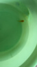 魚(yú)官兒清道夫工具魚(yú)除藻魚(yú)巧克力娃娃小精靈黃金胡子小型熱帶觀(guān)賞清潔魚(yú) 黃金胡子1條（3cm） 曬單實(shí)拍圖