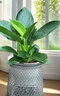 大葉金鉆綠公主盆栽植物除甲醛綠植辦公室四季常青室內客廳擺放全 【1盆】金鉆+灰繁星吸水盆 含盆高度15-20厘米 曬單實(shí)拍圖