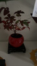 火焰南天竹盆栽冬季耐寒紅葉綠植室內外客廳陽(yáng)臺四季好養植物盆景 紅火火圓盆+火焰南天竹+底座+黑沙+吊卡 （含陶瓷盆） 曬單實(shí)拍圖