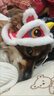 短云狗狗貓咪新年舞獅毛邊帽子秋冬季保暖防寒頭飾喜慶頭套寵物貓用品 新年舞獅帽子 M(頭圍35CM 體重15斤內) 曬單實(shí)拍圖