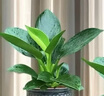 大葉金鉆綠公主盆栽植物除甲醛綠植辦公室四季常青室內客廳擺放全 【1盆】金鉆+灰繁星吸水盆 含盆高度15-20厘米 曬單實(shí)拍圖
