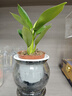MPPMCK發(fā)財樹(shù)盆栽室內袖珍椰金鉆桌面水培植物梔子花卉綠植【拍一發(fā)四】 發(fā)財樹(shù)梔子花金鉆灰缸吸水繩 整體高度約15-25公分 吸水盆口徑 曬單實(shí)拍圖