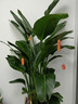 花財主天堂鳥(niǎo)盆栽辦公室大型綠植客廳盆栽家用吸甲醛凈化空氣綠植 7-8天堂鳥(niǎo)1.6-1.7【圓柱盆】 曬單實(shí)拍圖