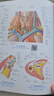 人體解剖彩色學(xué)圖譜 第三版第3版新版 郭光文3D搭奈特醫用醫學(xué)生解剖書(shū)外科全彩局部系統實(shí)用解剖彩繪本科大學(xué)教材二版升級人民衛生出版社 奈特醫學(xué)圖譜全集 新華書(shū)店正版 人體解剖彩色圖譜(第3版) 曬單實(shí)拍圖