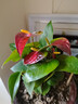 紅掌盆栽鴻運當頭綠蘿花卉植物室內花水培白掌綠植發(fā)財樹(shù)凈化空氣 特級紅掌2-3棵3-6朵花[原盆] 曬單實(shí)拍圖