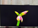 三星（SAMSUNG）27英寸 G81SF QD-OLED 4K 240Hz 0.03ms 二級能效 防燒屏防眩光玄龍騎士電競顯示器LS27FG812SBXXF 曬單實(shí)拍圖