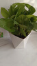元族綠蘿盆栽室內植物花卉綠植水培客廳凈化空氣綠籮新房家用吸除甲醛 15-20株綠蘿+高端時(shí)尚白盆【1盆】 整體高度約15-25cm 冠幅10-15cm 曬單實(shí)拍圖