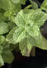 盆栽可食用新鮮薄荷葉盆栽清涼茶可做冷飲的香草室內好養植物 小盆薄荷(此選項不含盆) 含盆 曬單實(shí)拍圖