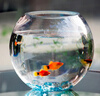 易萌 桌面魚(yú)缸 金魚(yú)缸 玻璃花盆水培 養花養魚(yú)玻璃 球形圓形魚(yú)缸25cm 曬單實(shí)拍圖