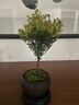八芽 小葉赤楠盆景擺件室內綠植花卉盆栽老樁客廳辦公室桌面好養植物 【推薦款】小葉赤楠+舍得紫砂盆+苔蘚鋪面+底座 曬單實(shí)拍圖