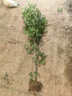 翩然獨桿黃楊樹(shù)苗耐寒四季常青瓜子黃楊苗盆栽庭院地栽造型樹(shù)樁綠化苗 獨桿黃楊樹(shù) 3公分粗桿/高1.6米左右 曬單實(shí)拍圖