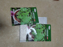 蔬菜種子大全山東壽光種籽春秋四季盆栽草莓油菜菠菜生菜白菜秋葵 彩虹田上海雞毛菜種子10克(約3000粒) 曬單實(shí)拍圖