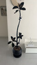 臨雅造型黑金剛橡皮樹(shù)網(wǎng)紅盆栽客廳大型植物辦公室好養綠植吸甲醛觀(guān)葉 雙飄枝橡皮樹(shù)1.65-1.75米+黑色圓球樹(shù)脂盆 曬單實(shí)拍圖