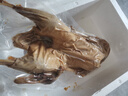 揚州老鵝特產(chǎn)鹽水鵝鮮嫩鵝肉現鹵現發(fā)即熟食正宗真空包裝生鮮鹵鵝 0添加揚州老鵝整只3斤 曬單實(shí)拍圖