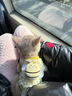 小奶狗幼犬貓咪寵物狗狗秋冬保暖衣服蜜蜂泰迪博美英短無(wú)毛貓用品 奶狗粉蜜蜂 XS【建議2-3斤寵物寶寶】 曬單實(shí)拍圖